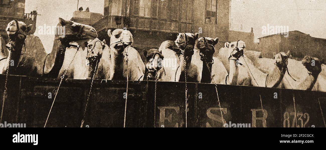 1. Weltkrieg - DIE IMPERIAL CAMEL CORPS BRIGADE (ICCB) war eine auf Kamelen berittene Infanteriebrigade, die das Britische Imperium im Dezember 1916 für den Dienst im Nahen Osten aufrichtete. Zunächst sehr klein, wuchs es zu einer Brigade von vier Bataillonen (Großbritannien, Neuseeland und zwei aus Australien. Dies zeigt eine Eisenbahnladung von Kamelen während des Transportes Stockfoto