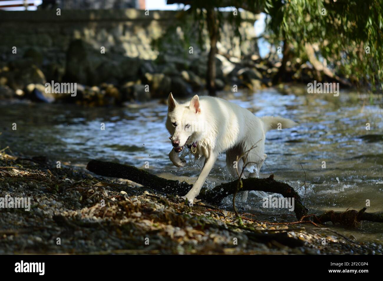 Weiße Husky-Mischung in der Natur Stockfoto