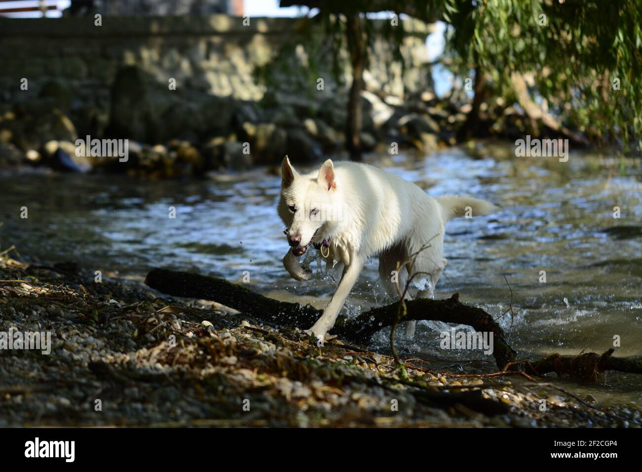 Husky schäferhund mix -Fotos und -Bildmaterial in hoher Auflösung – Alamy