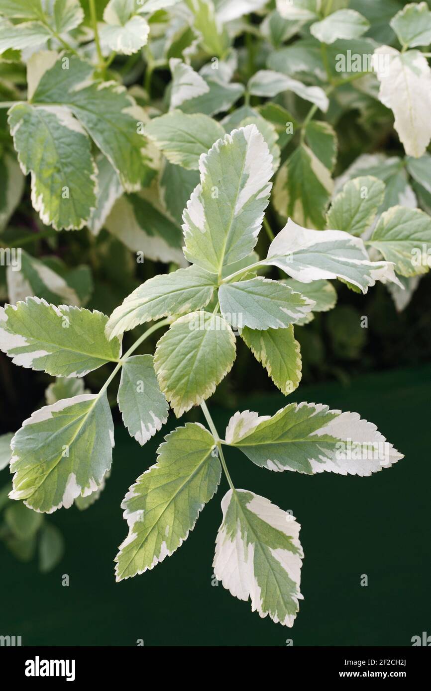 Aegopodium podagraria 'Variegatum' Blätter. Ältester Mit Verschiedenen Sorten. Stockfoto