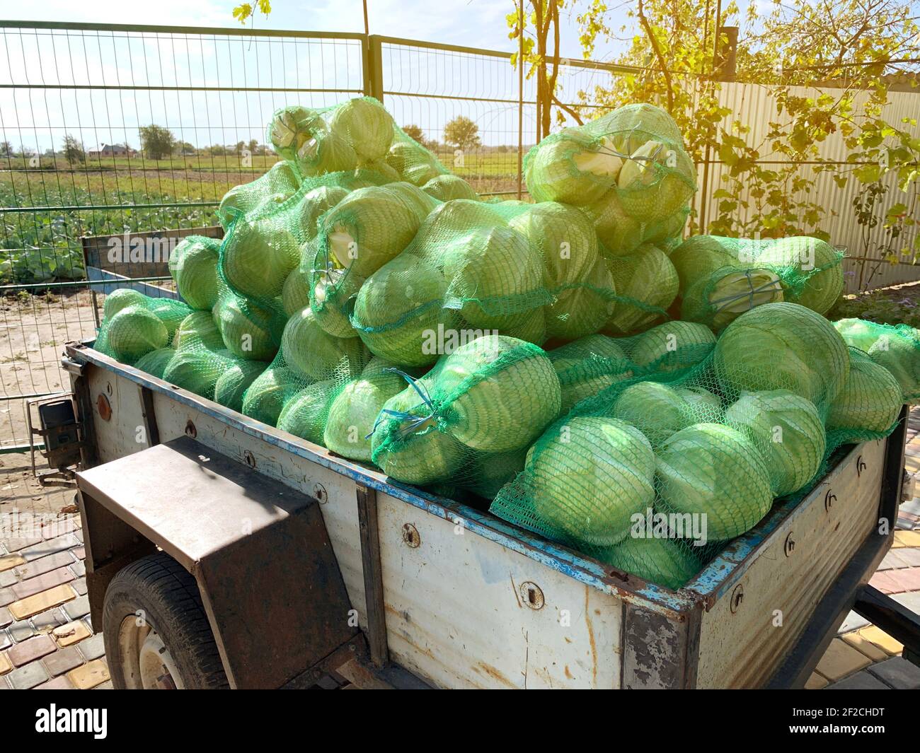 Anhänger mit frisch gepflücktem Kohl in Säcken. Landwirtschaftliche Erzeugnisse. Landwirtschaft und Landwirtschaft. Ernte, Ernte. Anbau Von Bio-Gemüse. Länder Stockfoto