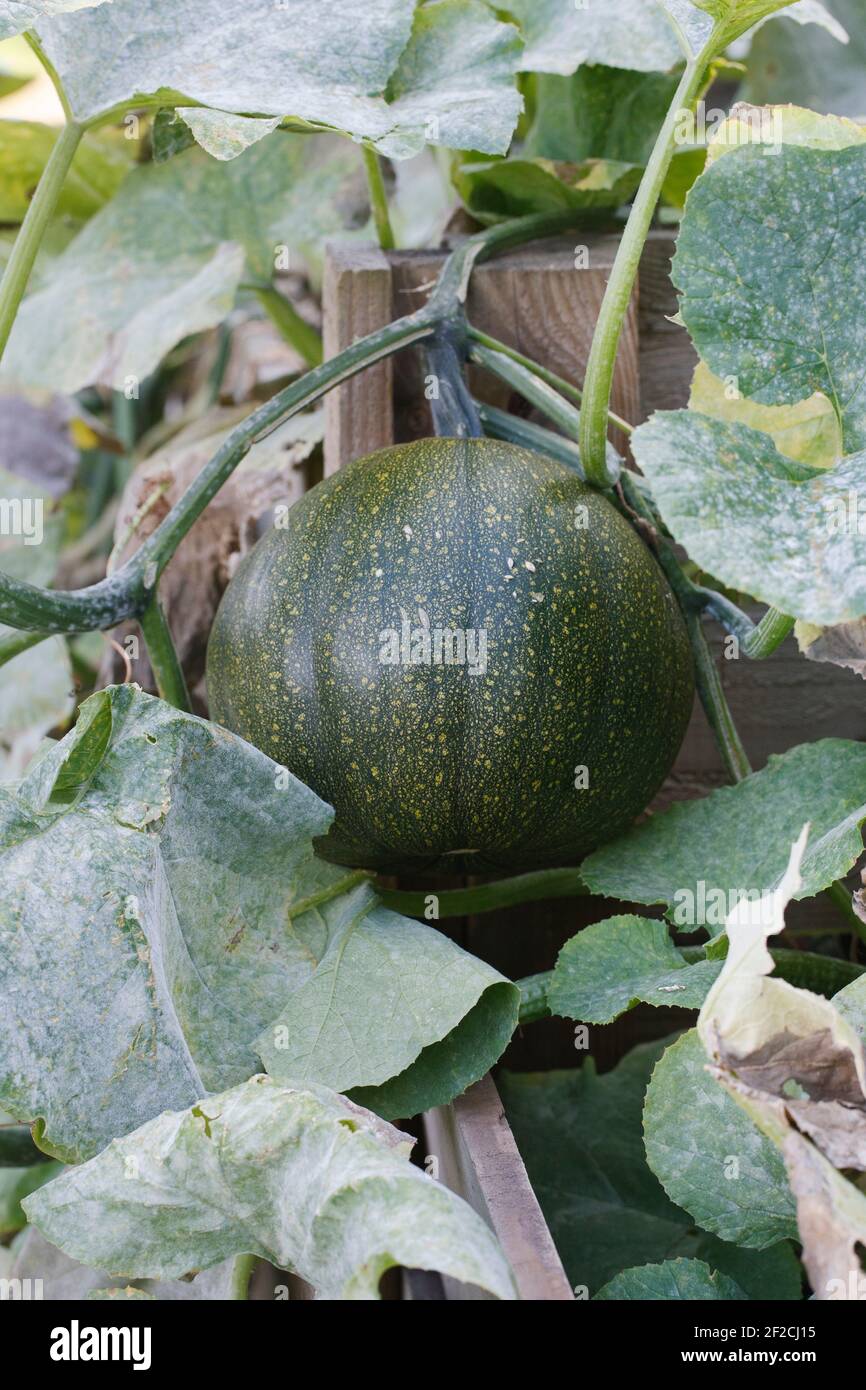 Curcubita wächst auf einem komposthaufen. Mehltau auf Squash Anlage. Stockfoto