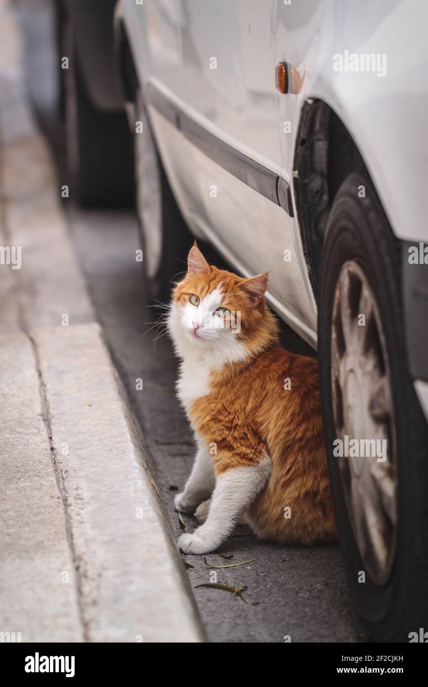 Eine weiß-orange Katze sitzt zwischen einem Auto und dem Bordstein und schaut auf den Betrachter. Fotografiert in Malta, Deutschland Stockfoto