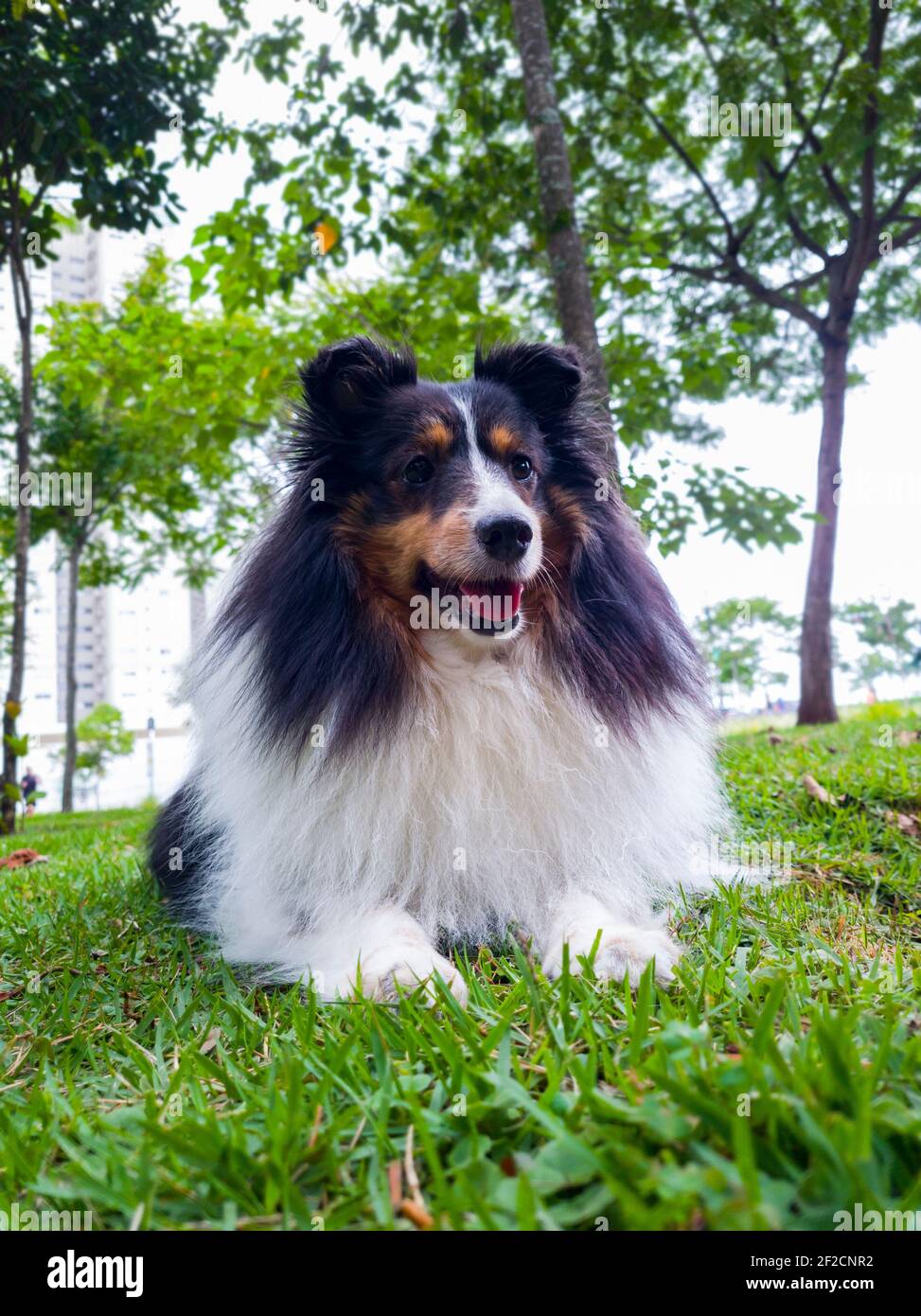 Shetland Shepherd Hund im Gras und Bäume im Hintergrund festgehalten. Vorderansicht. Stockfoto