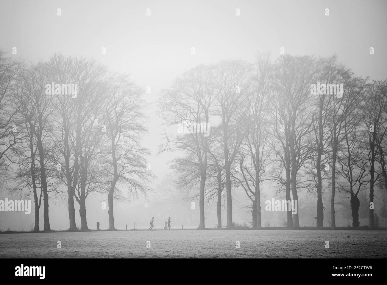 Zwei Leute joggen zwischen Eichen im Morgennebel in der Nähe Doorn auf Utrechtse Heuvelrug Stockfoto