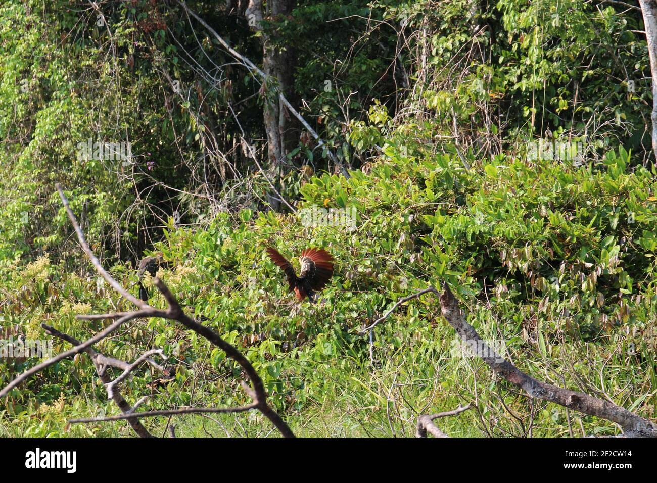 Ein Hoatzin Vogel Flugel Ausgebreitet Vorbereitung Fur Den Flug Im Amazonas Regenwald In Madre De Dios Peru Stockfotografie Alamy