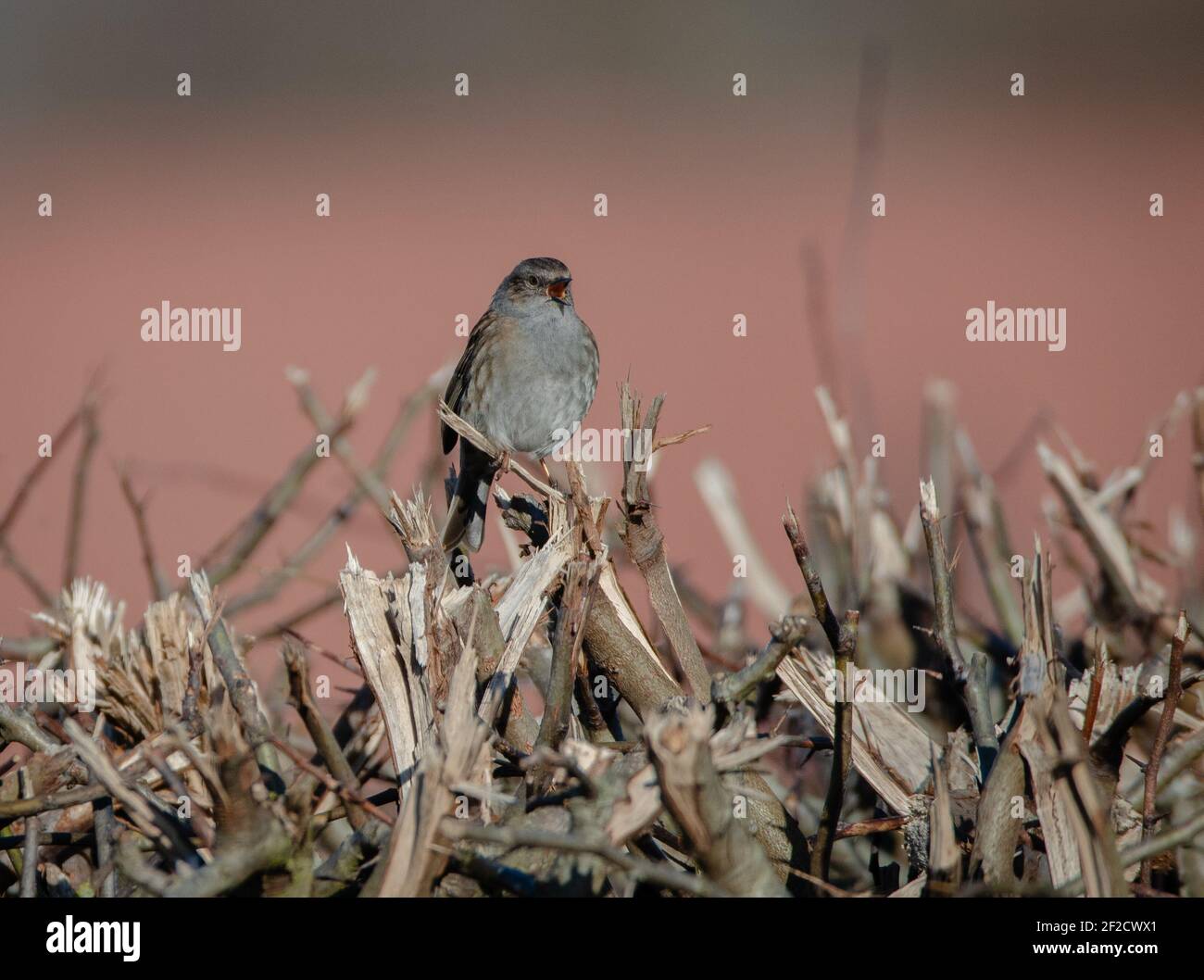 Dunnock singt in einer Hecke Stockfoto