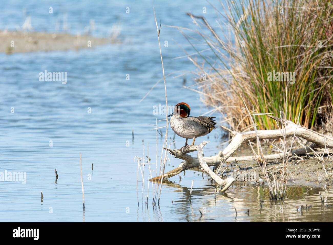 Green-winged Teal (Anas crecca) Cerceta comun in wildem Zustand, auf einem Zweig am Ufer des salzigen Sees thront, im Naturpark, la albufera, mallorca Stockfoto