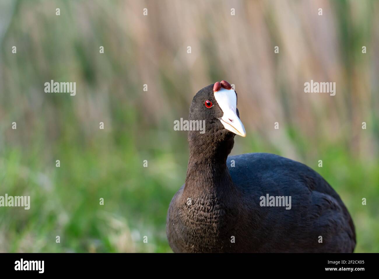 Rotknopfhuhn (Fulica cristata) Porträt von wildem Vogel, in einem Feuchtgebiet, im frühen Frühjahr im Naturpark mallorca spanien, Stockfoto