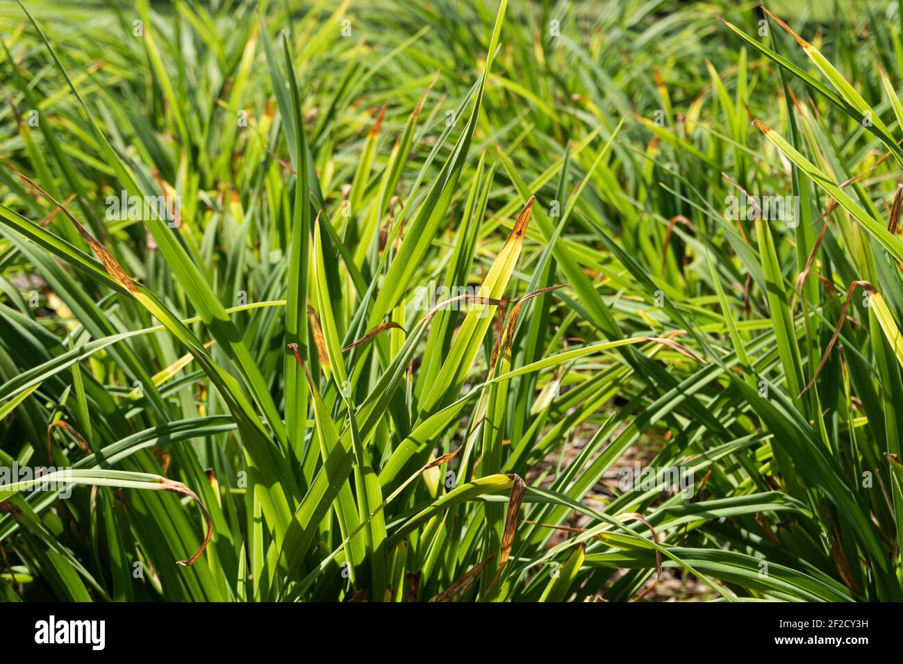 Hintergrund einer grünen Pflanze der Art Carex pendula huds. Bulrush. Ornamentale Anwendungen. Biodiverse Hintergründe. Stockfoto