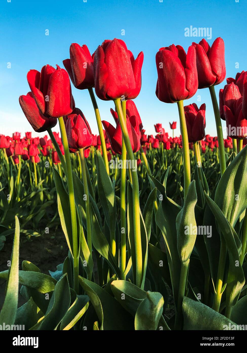 Feld von roten Tulpen in goldenem Licht gegen ein Blau Himmel in einem kommerziellen Feld im Skagit Valley von Washington State Stockfoto