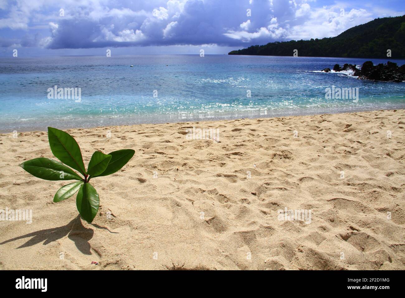 Nahaufnahme einer grünen Pflanze am Pulisan Beach in Minahasa Utara, Indonesien Stockfoto