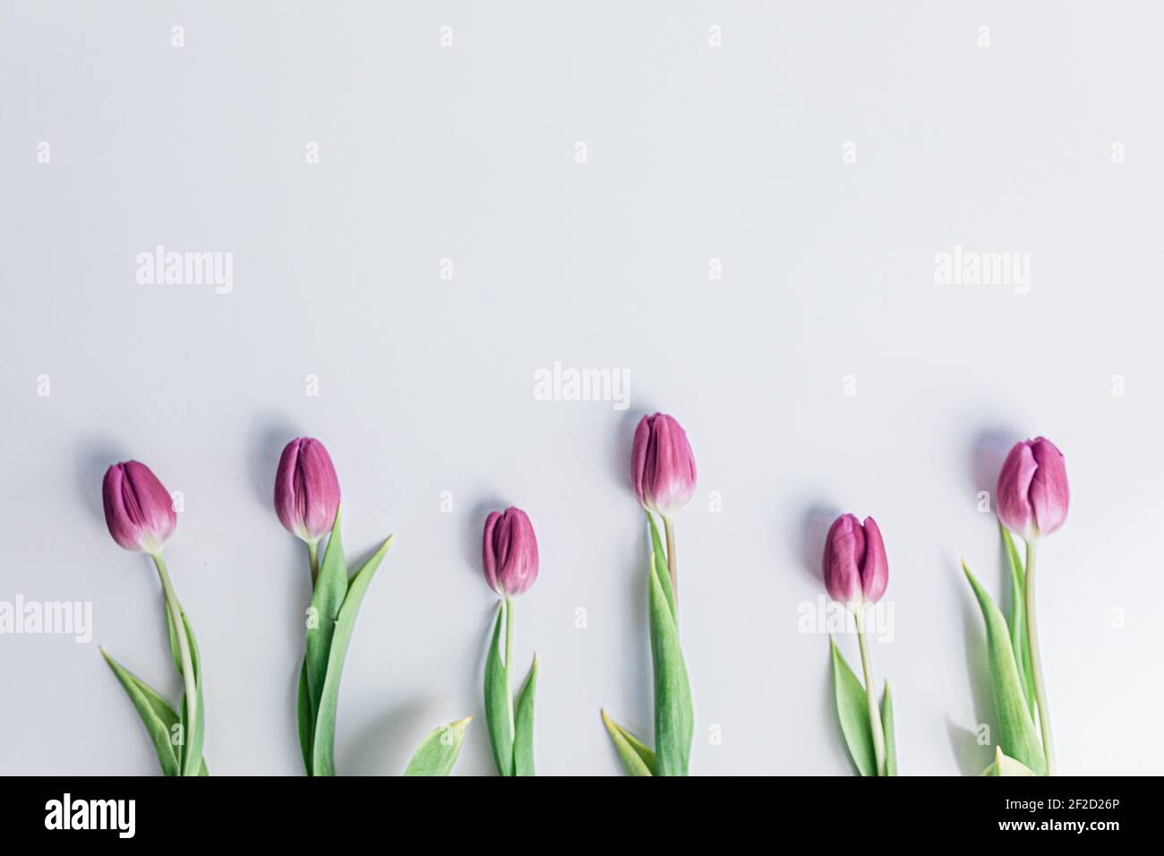 Eine abstandige Reihe von rosa Tulpen auf einem weißen Hintergrund für den Frühling. Stockfoto