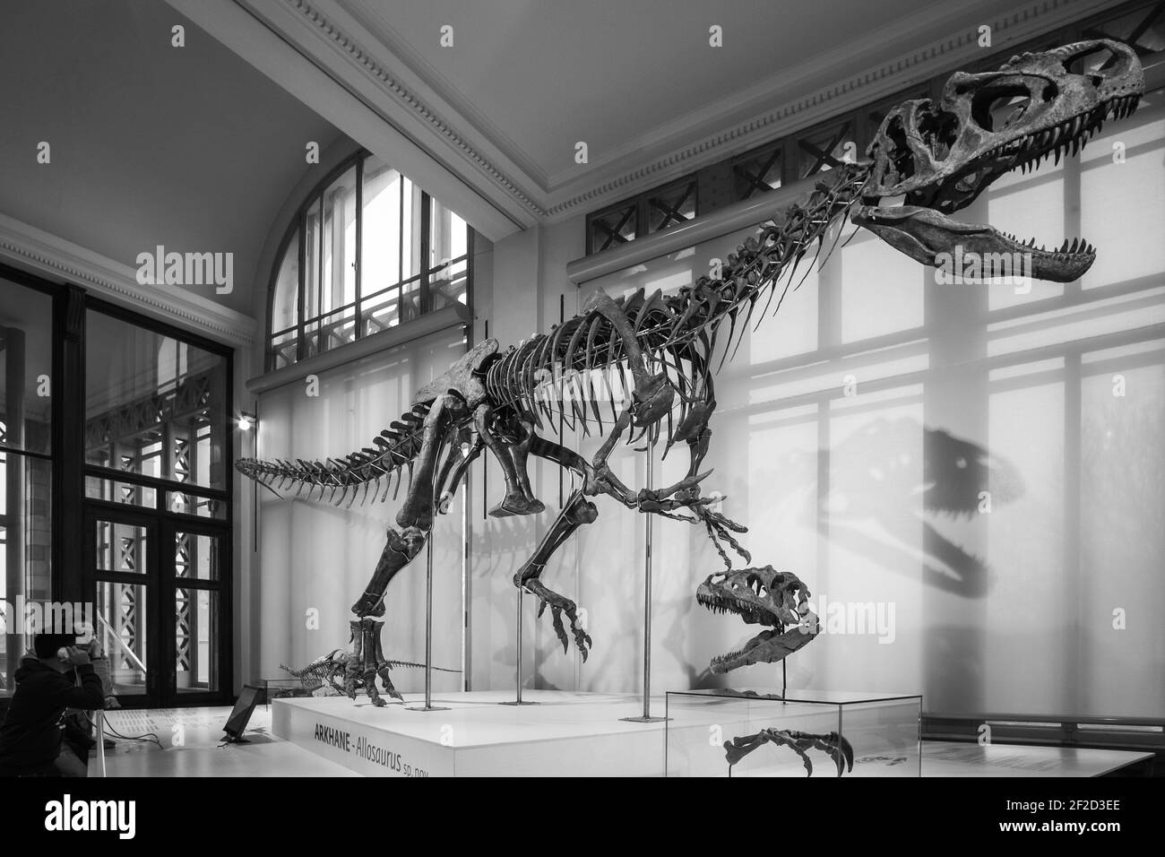 Brüssel, Belgien; Januar 23th 2020: Allosaurus Fossil im Museum der Naturwissenschaften Belgiens Stockfoto