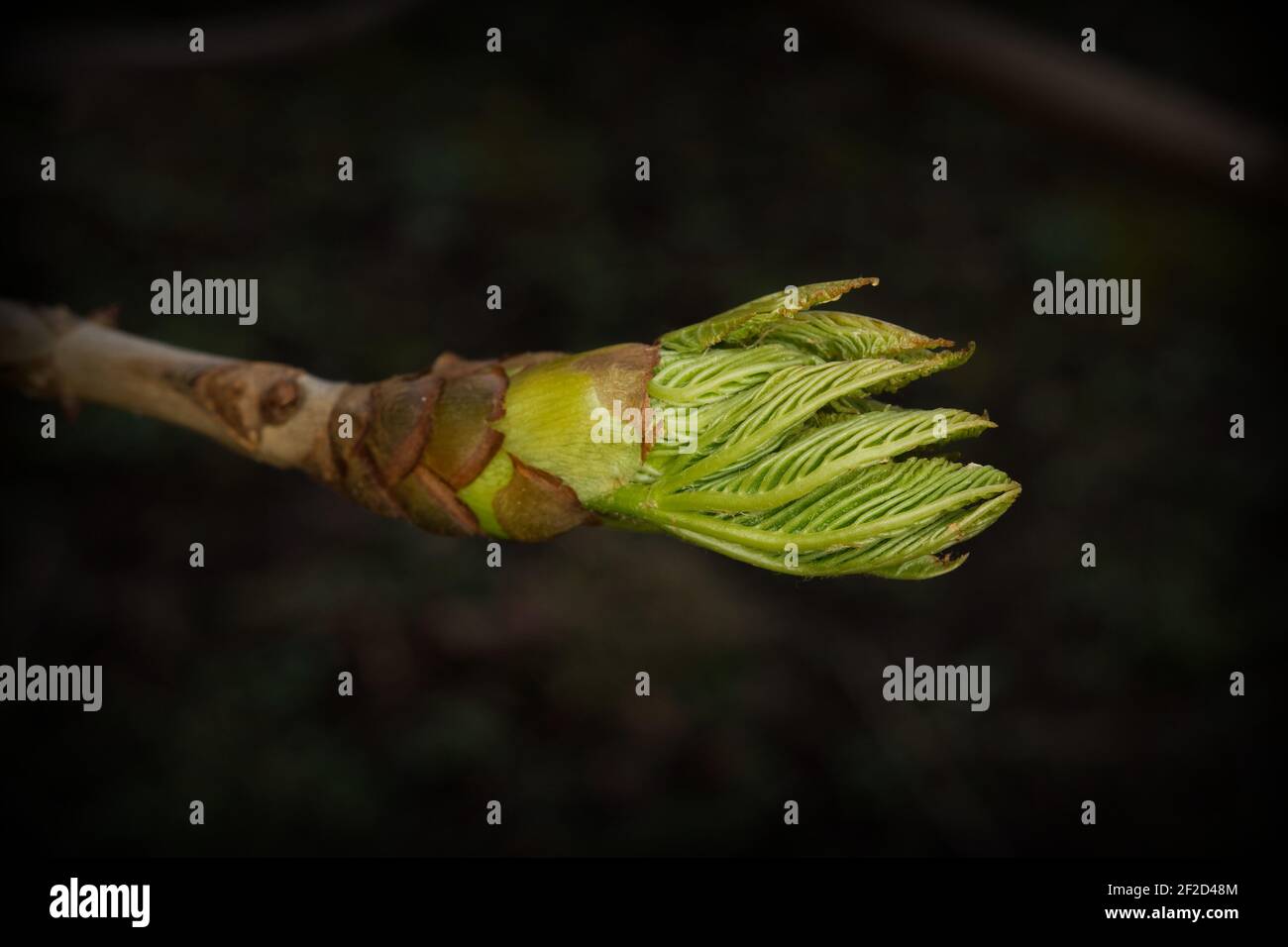 Kastanienblätter entfalten sich aus einer Knospe im frühen Frühjahr Stockfoto