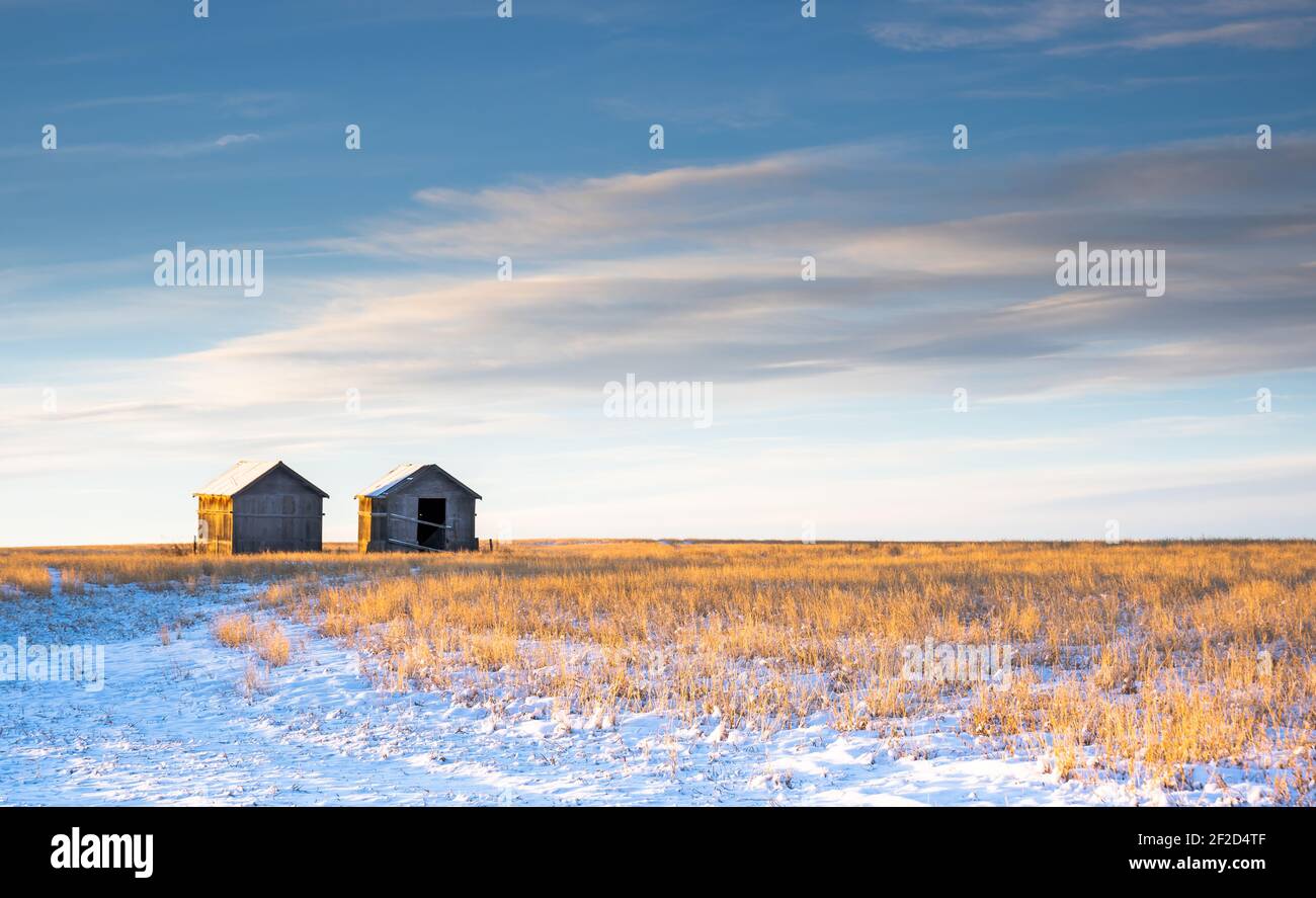 Auf einem wintergeernteten Feld in den kanadischen Prärien in Rocky View County Alberta Canada sitzen zwei alte alte alte Bauernhöfe. Stockfoto