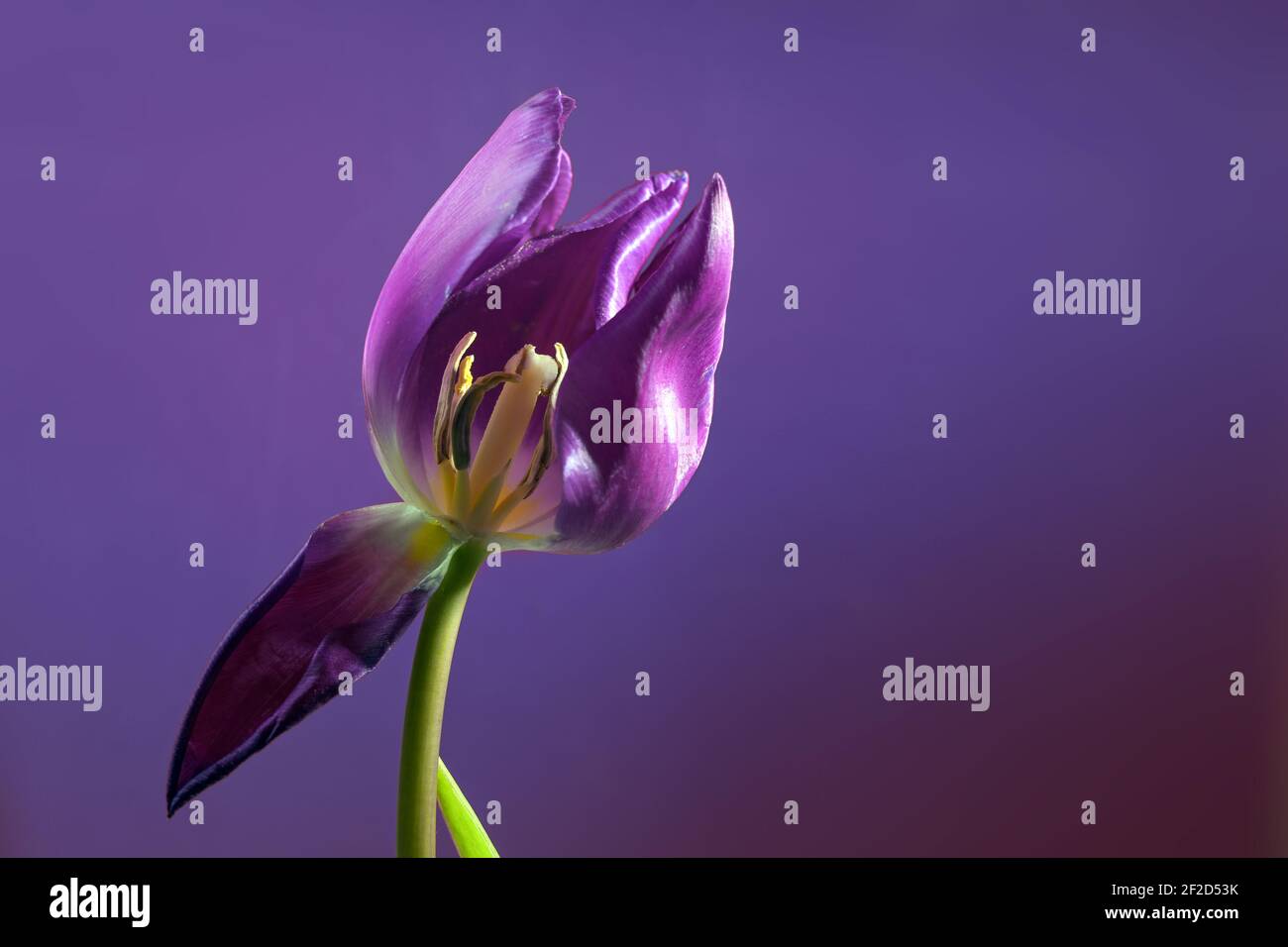 Violette Tulpe mit einem verwelkten Blütenblatt und Blick auf das Staubgefäß vor einem violetten Hintergrund, conep for become and Pass away, copy space, selected Focus, n Stockfoto