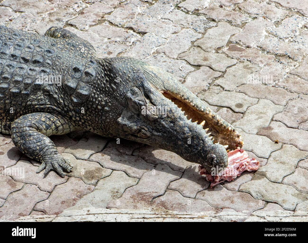 Ein Krokodil auf dem Fliesenboden, das Fleisch zerreißt. Eine Fütterung ein Krokodil in Gefangenschaft. Stockfoto