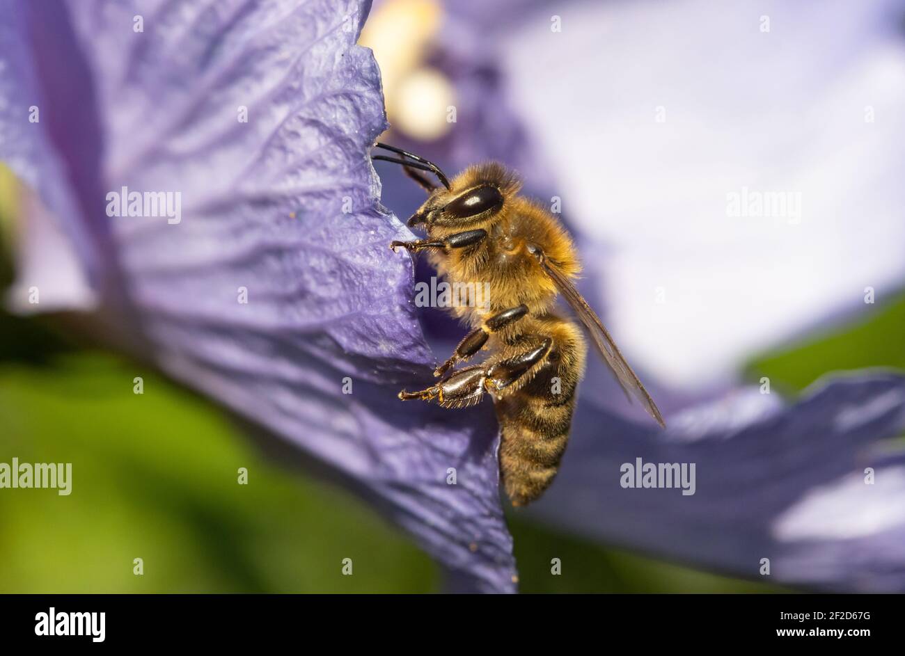 Die Honigbiene sitzt auf einem lila Blatt einer Blume. Stockfoto