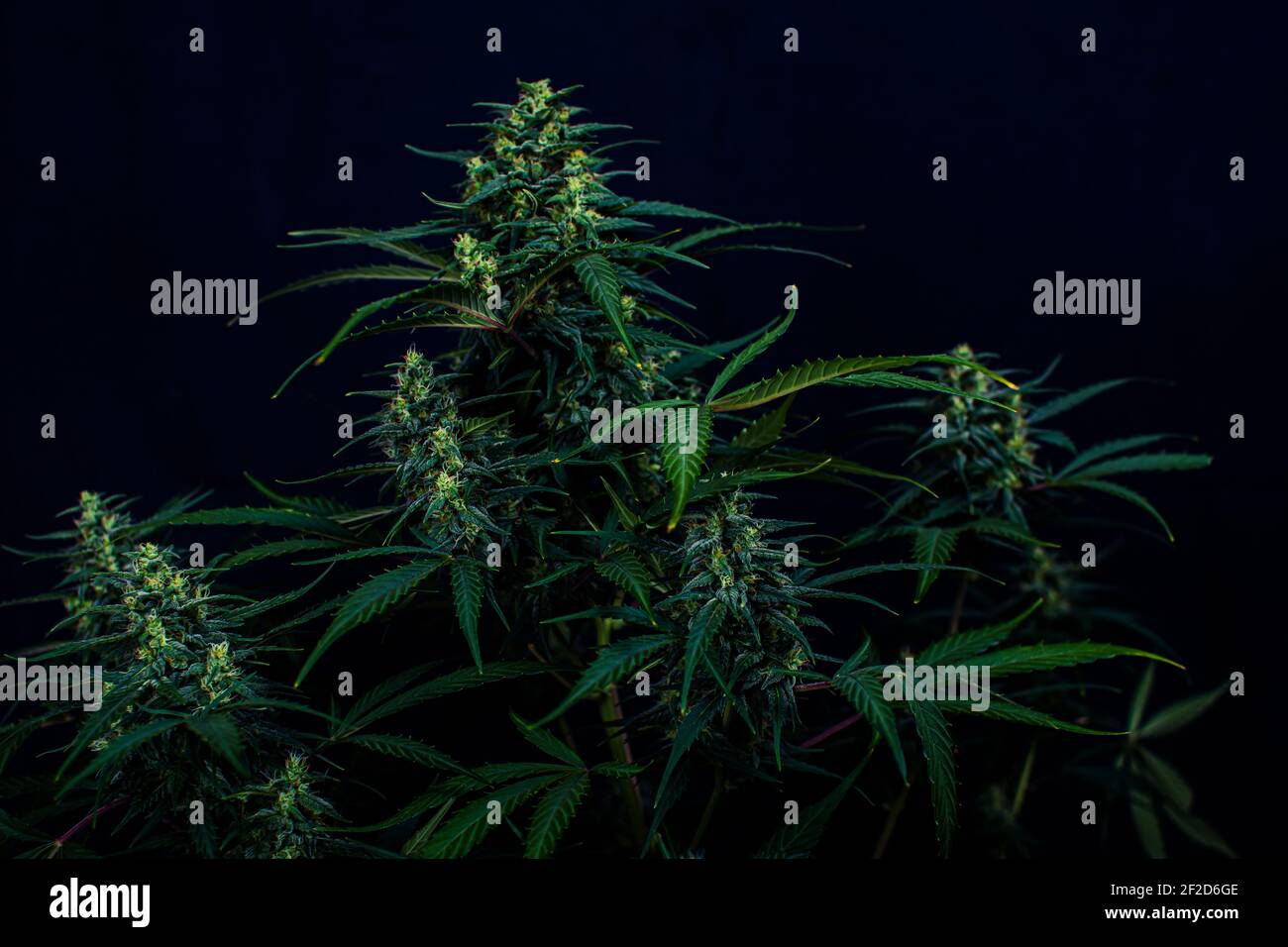 Textur aus Cannabispflanze, in einem Marihuana-Anbau in Innenräumen. Stockfoto