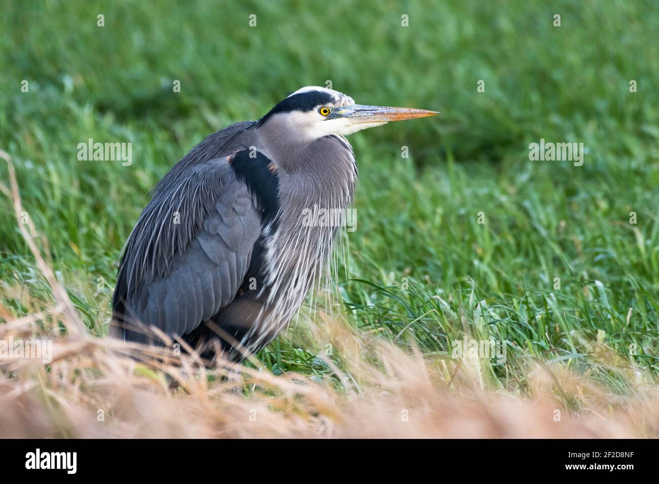 Ein großer Blaureiher im Profil in grün und detailliert Braunes Gras im Skagit Valley des Staates Washington Stockfoto