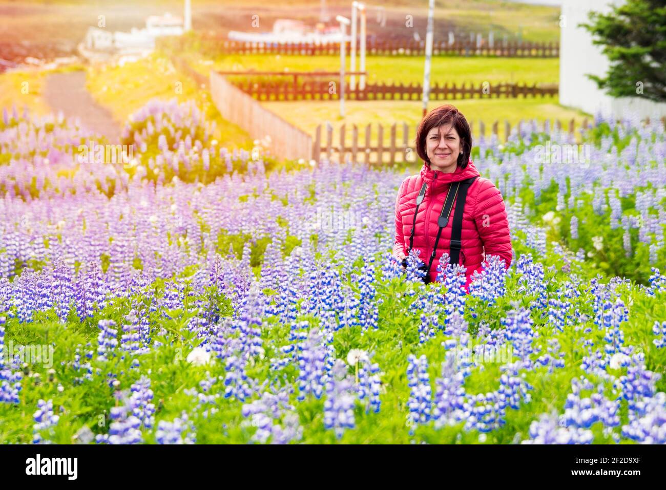 Lächelnde Frau Tourist mit einer Kamera in einem Feld von Lupine Wildblumen in voller Blüte an einem sonnigen Sommertag Stockfoto