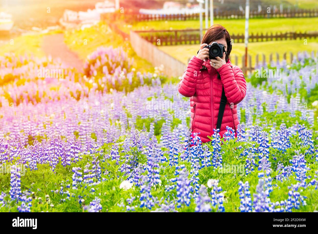 Fotografin fotografiert in einem Feld von Lupinen Wildblumen In voller Blüte am asunny Sommertag Stockfoto