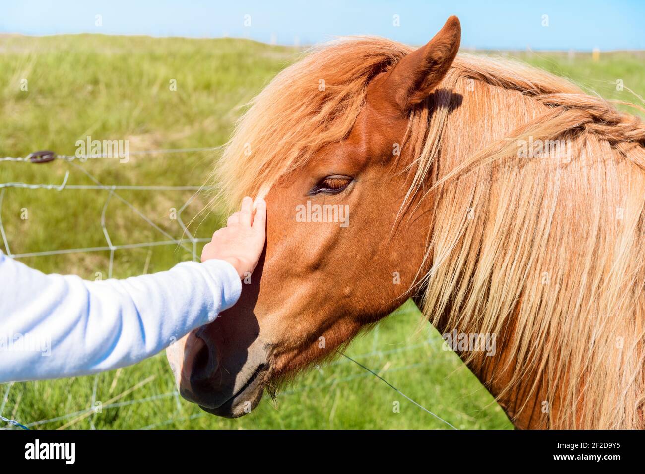 Frau streichelte den Kopf eines schönen braunen Pferdes hinein Ein Grasfeld an einem sonnigen Sommertag Stockfoto