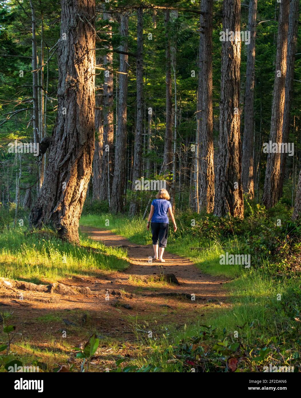 Frau in lila Hemd zu Fuß entlang Waldweg. Große Bäume, Sonnenschein, Gras und Schatten, Waldszene. Stockfoto