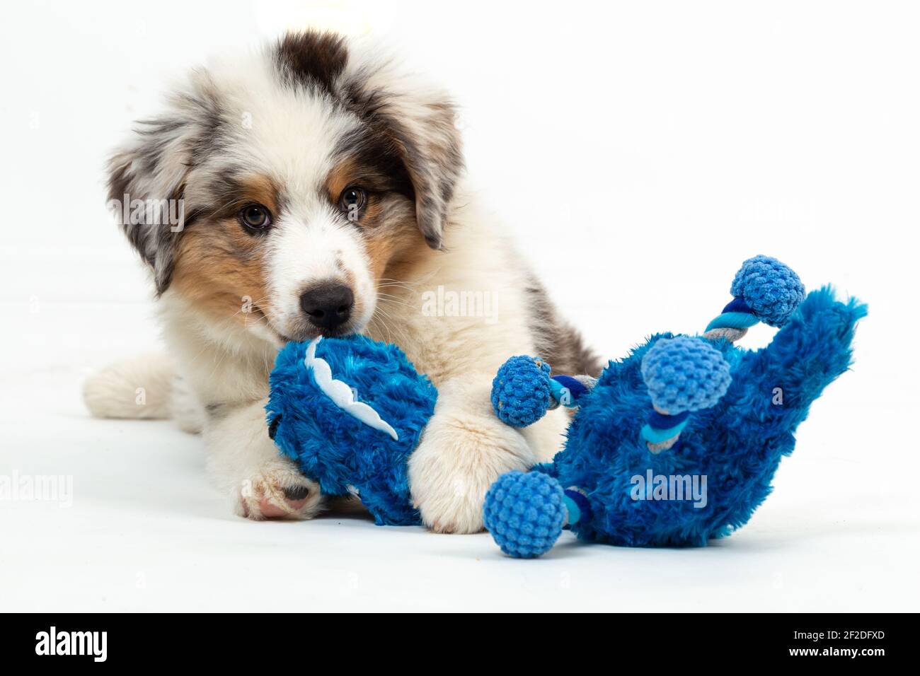 12 Wochen alter Blue Merle Australian Shepherd Welpe auf weiß Hintergrund Stockfoto
