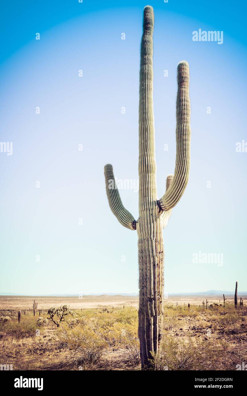 Ein weicher, blasser, dreiarmiger saguaro-Kaktus in einer Wstenlandschaft  in der Sonoran-Wste in Picacho, AZ Stockfotografie - Alamy