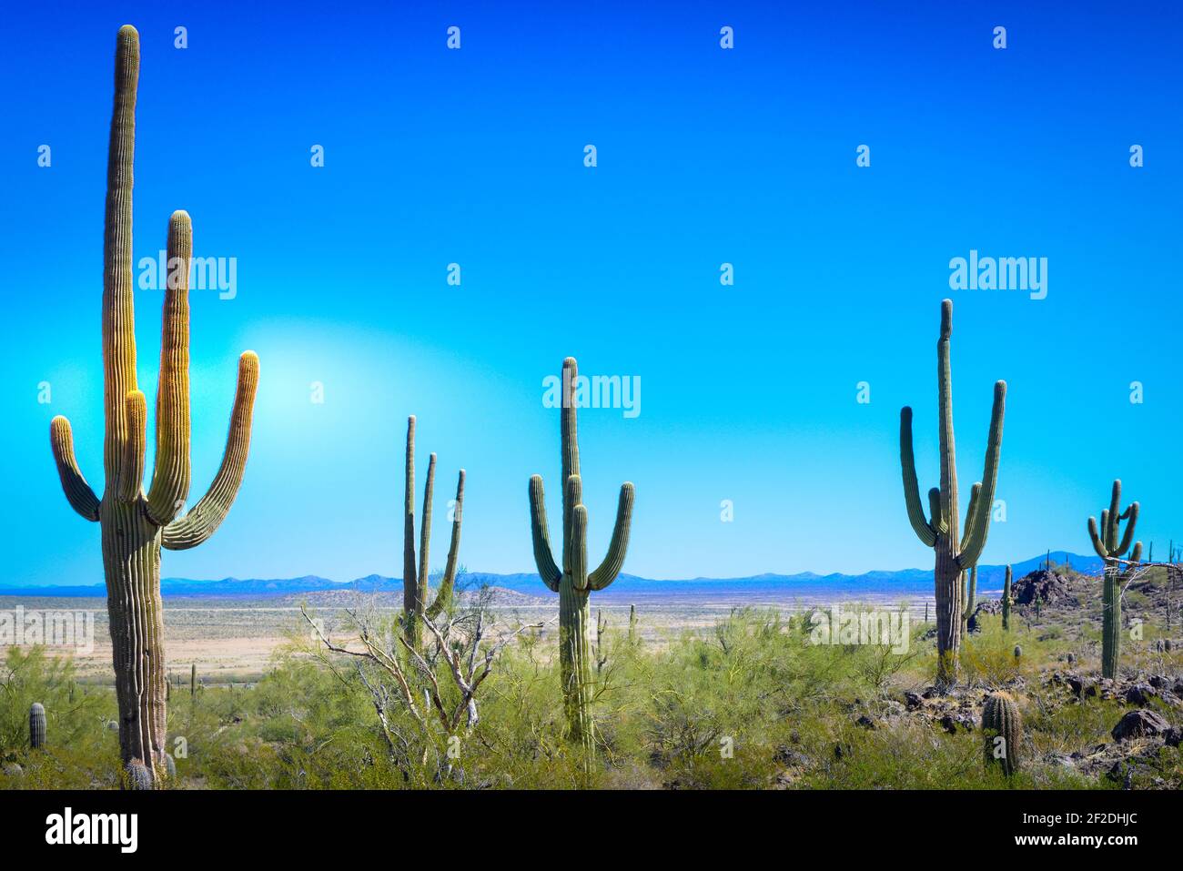 Der saguaro-Kaktus, eine Ikone des amerikanischen Westens, breitet sich in Picacho, AZ, gegen die Sonora-Wüstenlandschaft mit Bergen in der Ferne aus Stockfoto