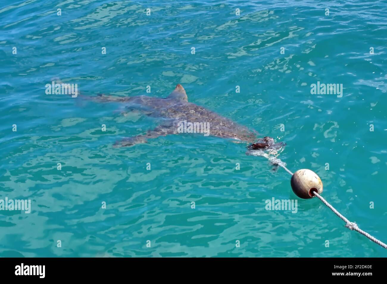 Kupferhai, der Köder von einem Käfigtauchboot in Gansbaai, Südafrika, nimmt Stockfoto