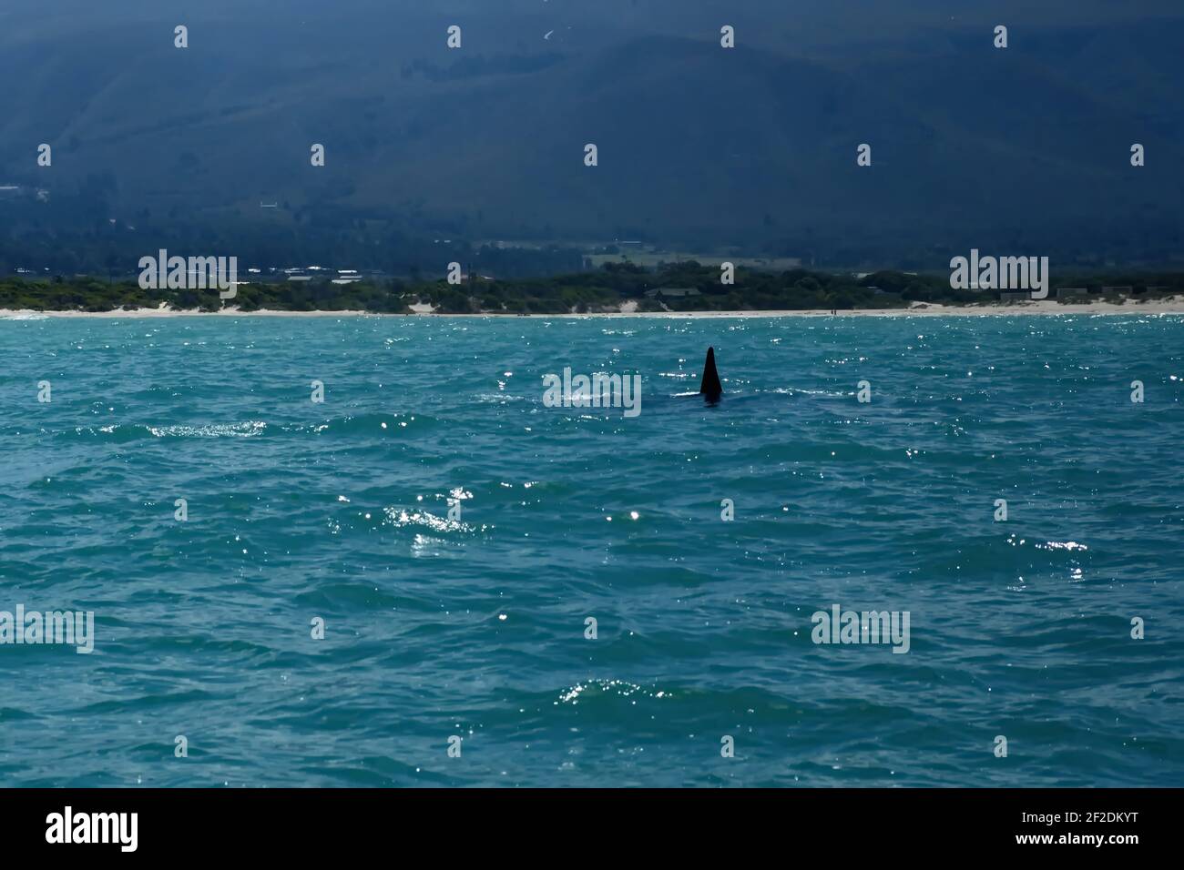 Südlicher Right Wal in der Bucht bei Gansbaai, Südafrika Stockfoto