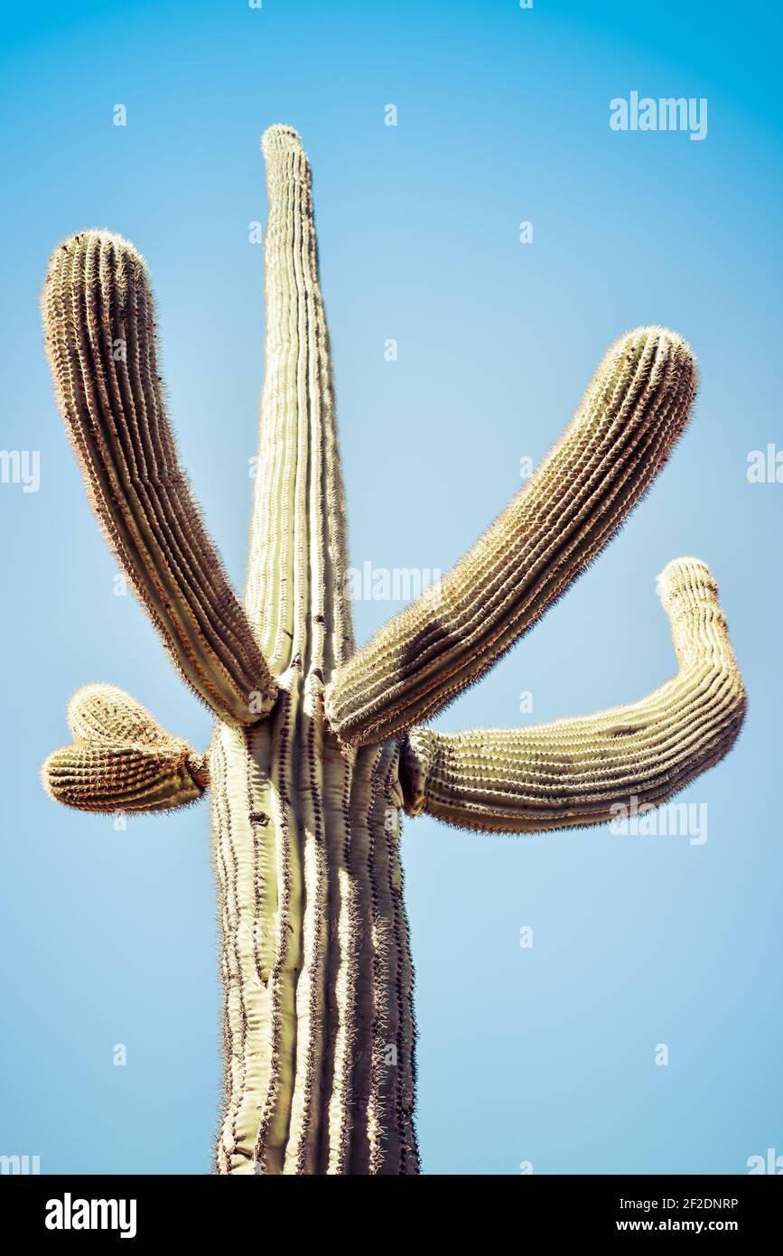 Ein isolierter Saguaro-Kaktus mit nach oben gestikulierenden Armen gegen einen wolkenlosen hellblauen Himmel in der Sonoran-Wüste in Arizona, USA Stockfoto
