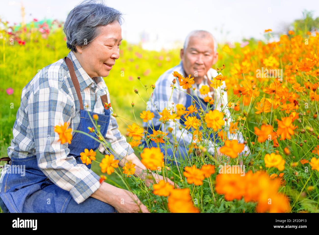 Glücklich asiatische ältere Paar arbeiten im Garten Stockfoto
