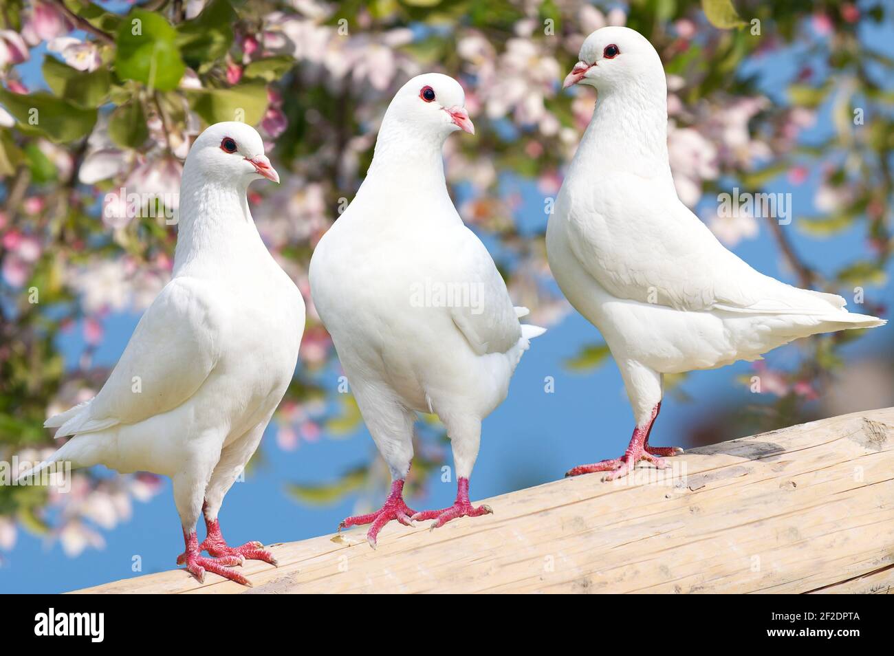 Drei weiße Taube auf blühendem Hintergrund - Kaisertaube - Ducula Stockfoto