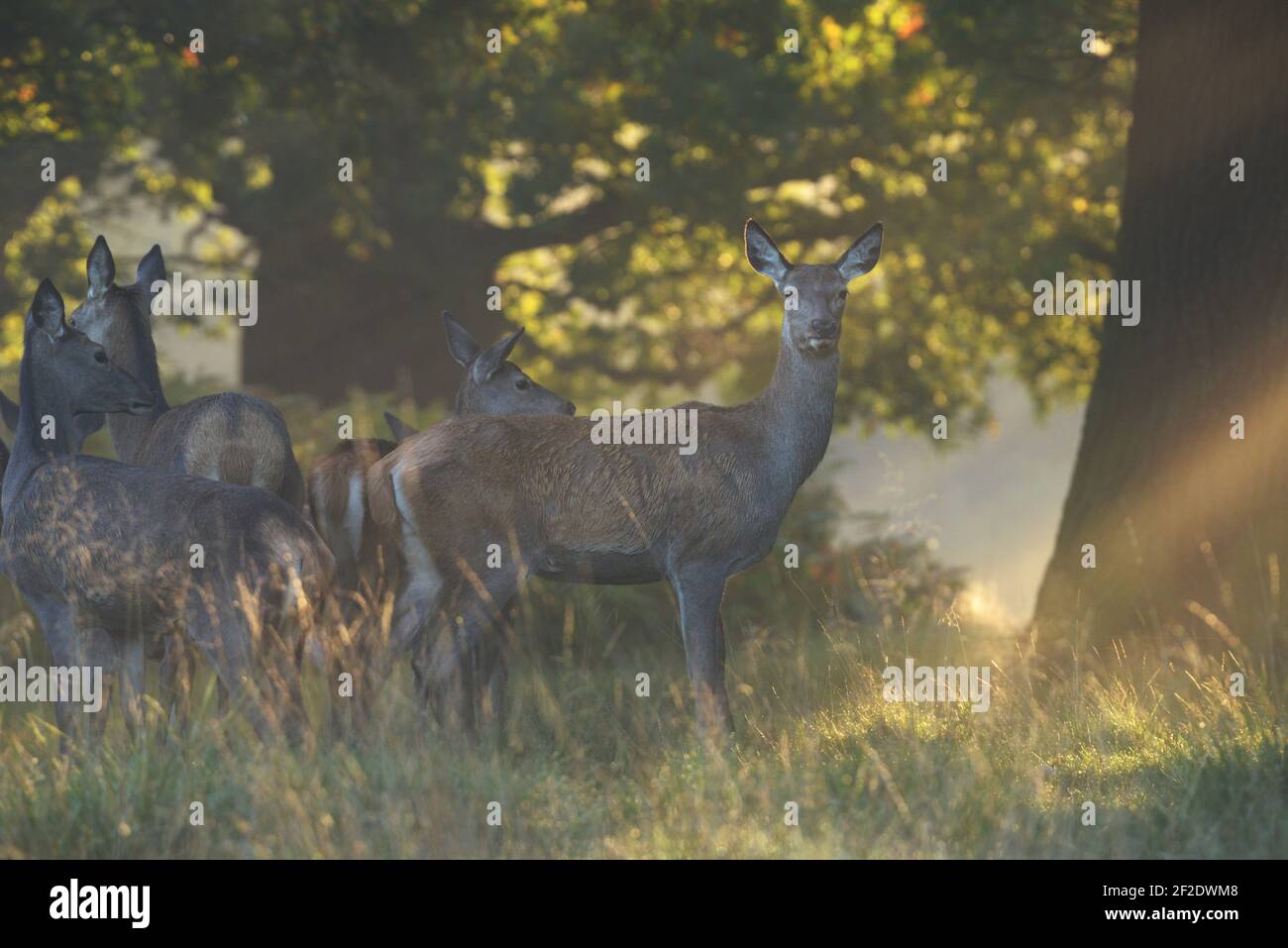 Tut von Rothirsch in der Rut Zeit im Nebel und Sonnenstrahlen bei Sonnenaufgang, Hirsch, Cervus elaphus Stockfoto