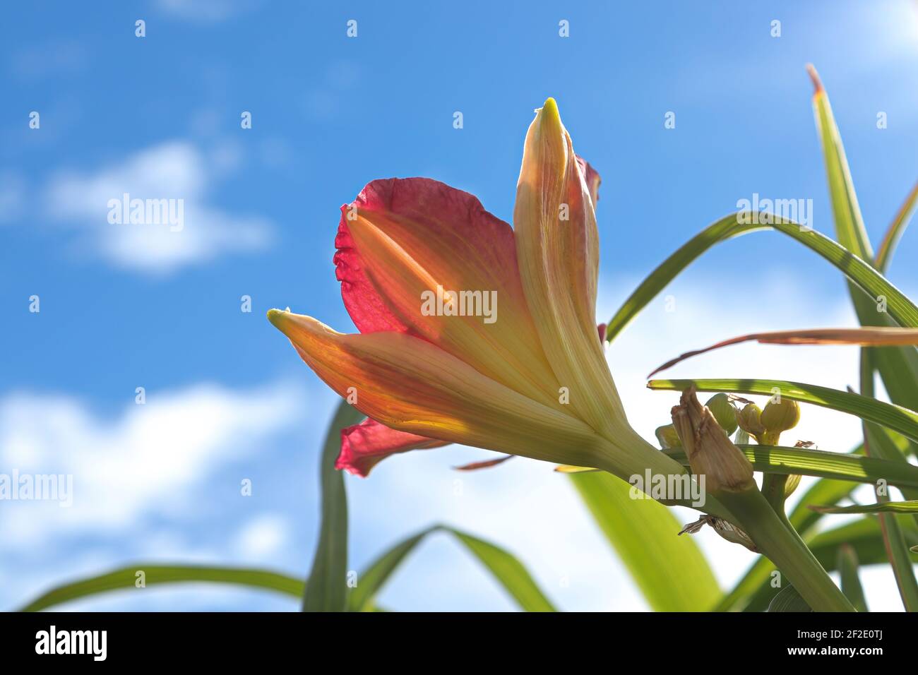 Seitenansicht einer Taglilienblüte vor einem Himmelshintergrund Stockfoto