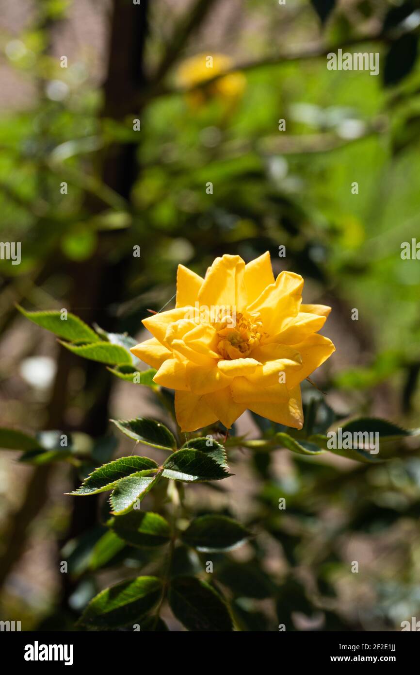 Rosa floribunda 'Goldmarie 82'. Vertikales Foto. Blume, goldgelbe Rose,  Kletterpflanze, ornamentale Verwendung Stockfotografie - Alamy