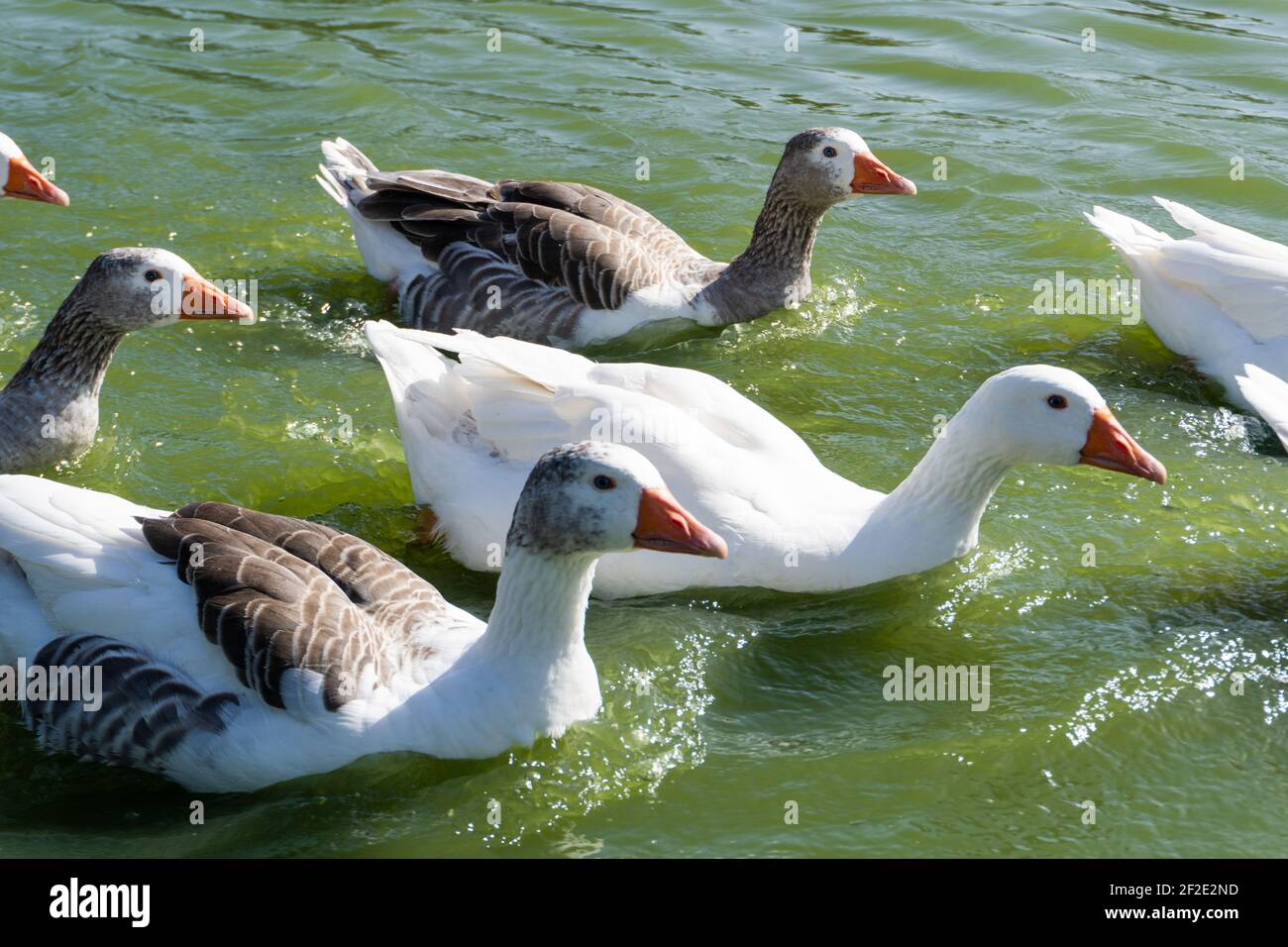 Symmetrisches Foto. Orangefarbter Gänse auf dem Fluss. Anser.Gattung anseriform Vögel der Familie Anatidae.Gänse. Arten, Anser anser und EIN Stockfoto