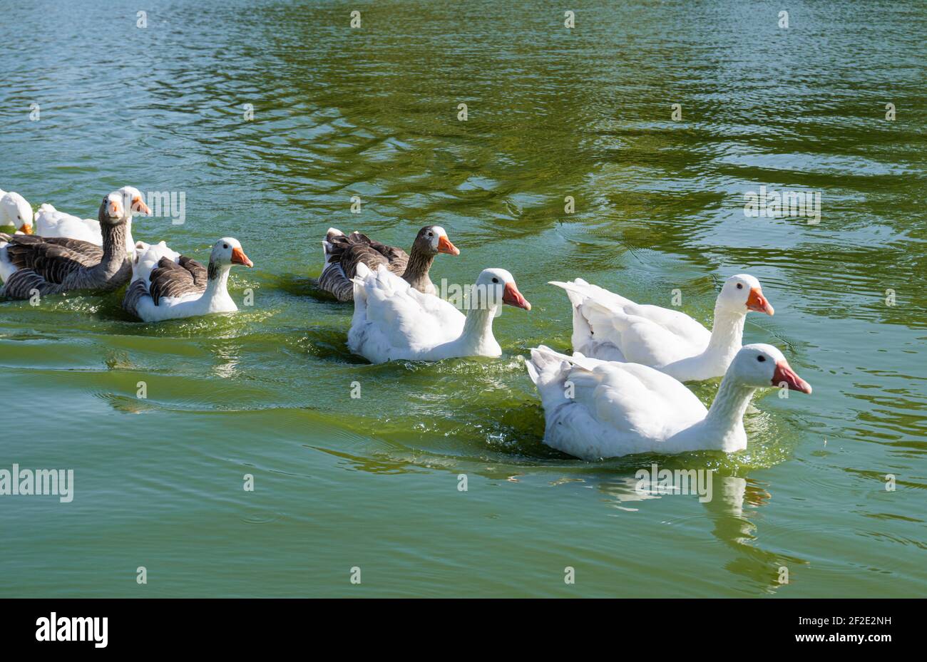 Panoramablick auf die Gänse auf dem Fluss. Anser.Gattung der anseriformen Vögel der Familie Anatidae.Gänse. Arten, Anser anser und Anser cygnoides, Stockfoto