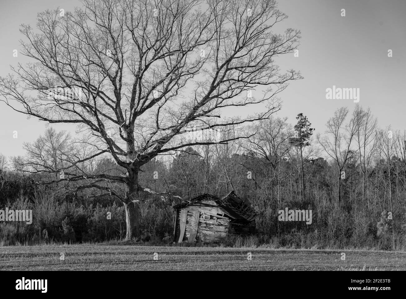 Kleine abgebrochene Holzscheune neben einem großen kargen Baum in einem großen grünen Feld zurück durch Wälder. Stockfoto