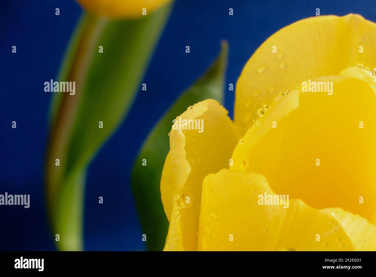 Makroaufnahme von glitzernden Wassertröpfchen auf gelben Tulpenblättern. Hintergrund ist tiefblau mit einer weiteren gelben Tulpe und grünen Blättern. Stockfoto