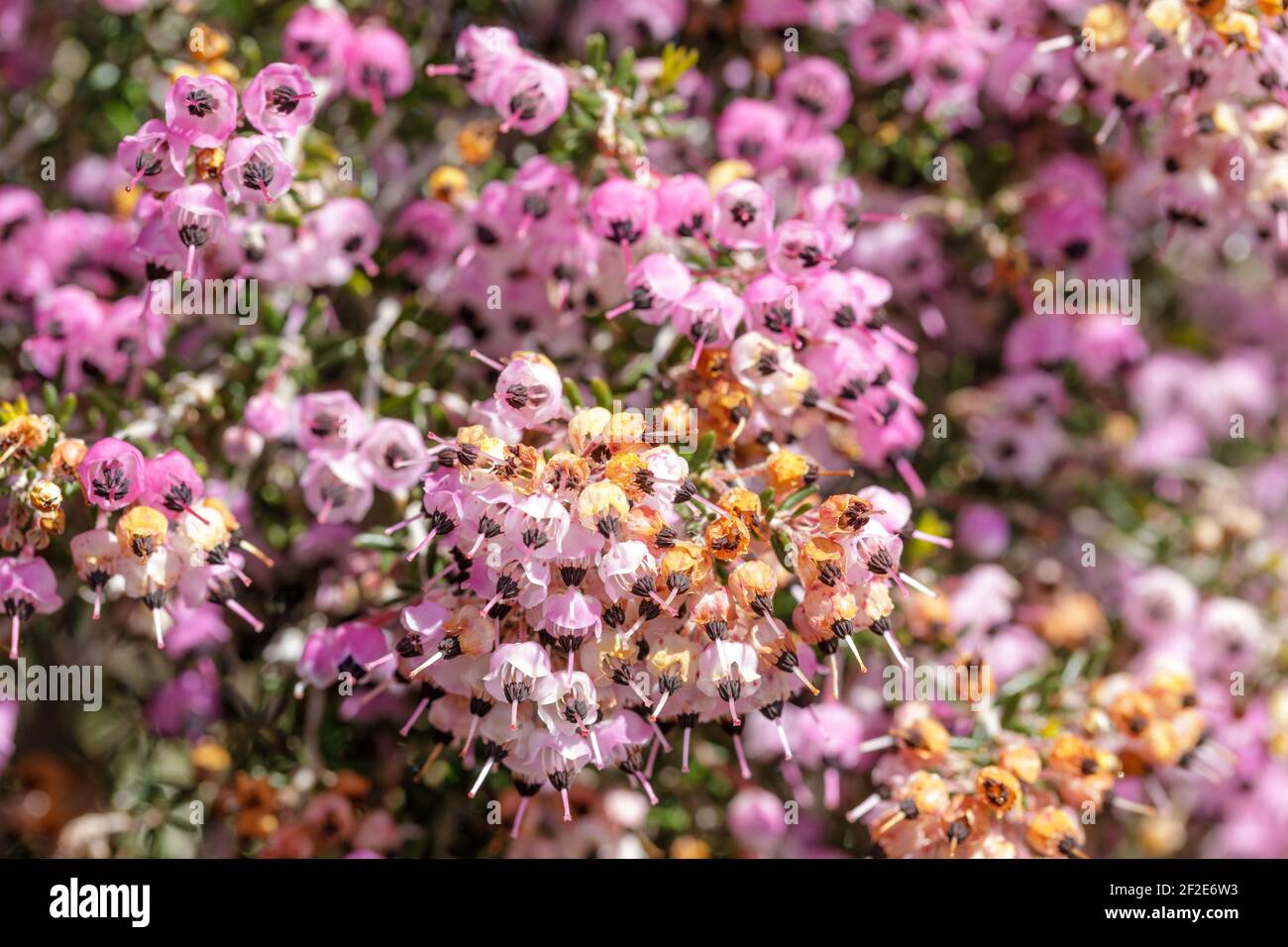Selektiver Fokus auf gechannelte Heide in Blüte Stockfoto