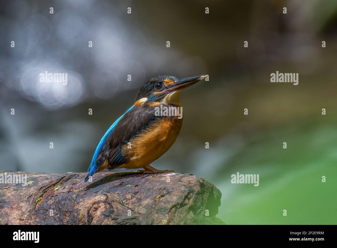 Blaubändiger Eisvogel Alcedo euryzona Weibchen auf einem Baumstamm beim Fluss Stockfoto