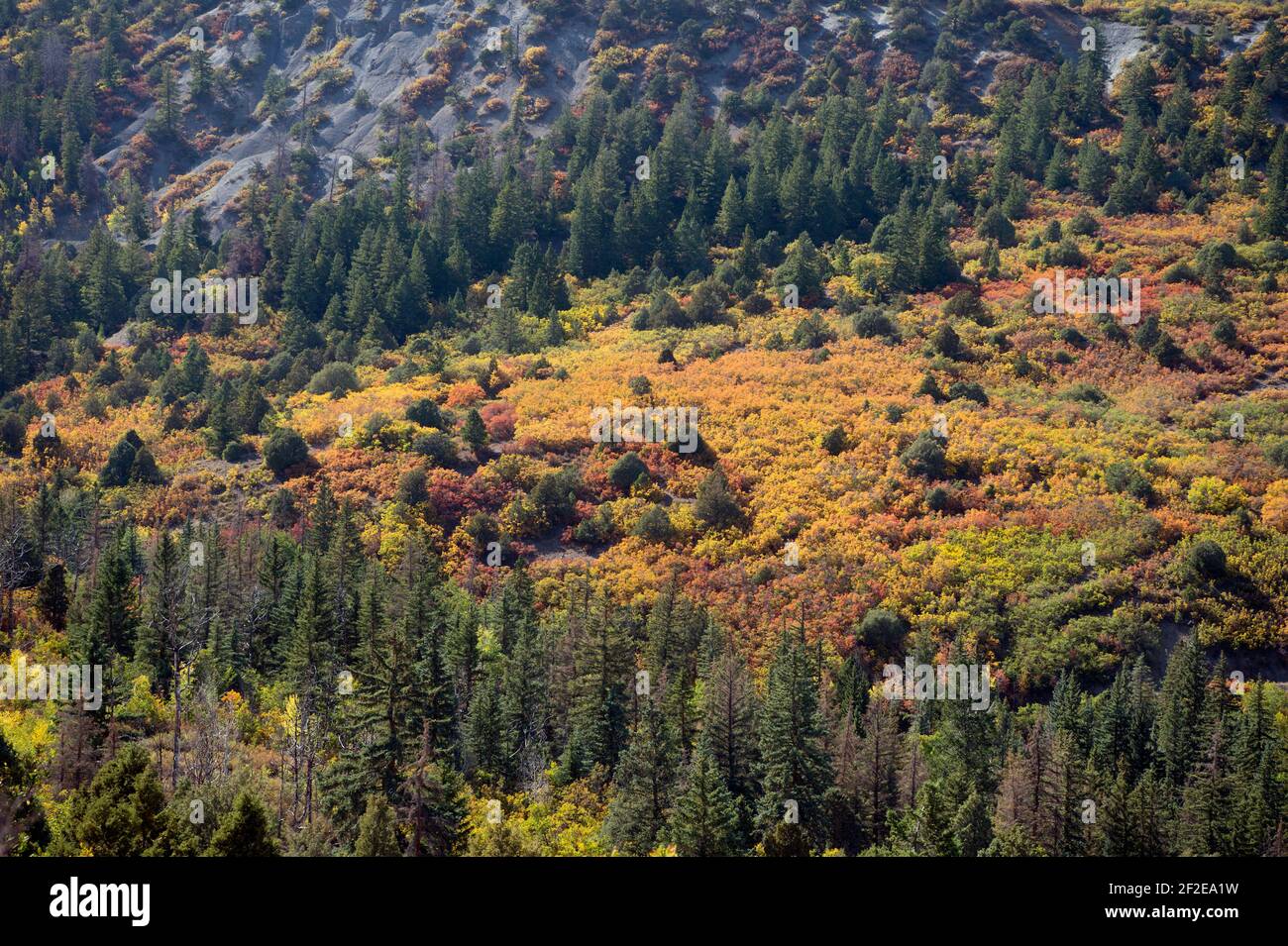 Herbstfarbe (Eiche Gambel) Von der Last Dollar Road in SW Colorado USA Stockfoto