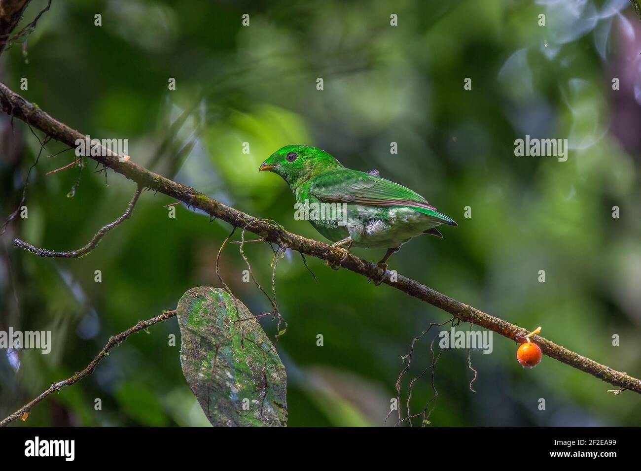 Grüner Breitvogel - Weibliches Seitenprofil Calyptomena viridis Stockfoto