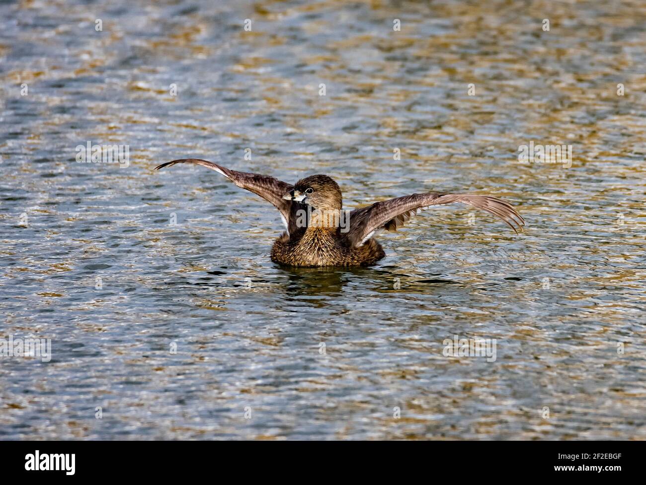 In dieser Aufnahme schlägt ein Rattenschnabel-Grebe (Podilymbus podiceps) seine Flügel, während er auf dem Wasser von Spring Pond in Farmington, Davis County, Utah, USA schwimmt. Stockfoto
