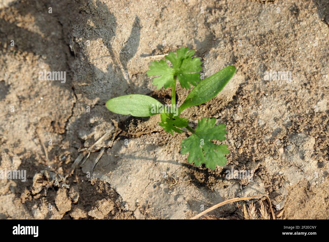 Kleine Pflanze von organischen Koriander wächst in der Landwirtschaft Feld, indien Konzept für Koriander Anbau, Koriander Gartenbau, erhöhen Koriander Stockfoto